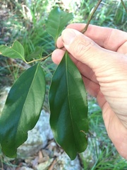 Cryptocarya vulgaris