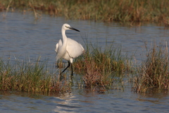 Egretta garzetta
