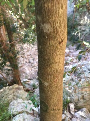 Cryptocarya vulgaris