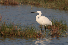 Egretta garzetta