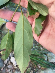 Cryptocarya vulgaris