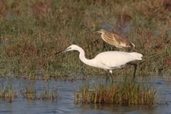 Egretta garzetta