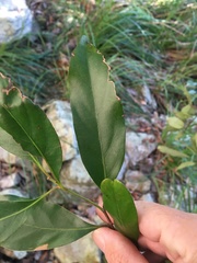 Cryptocarya vulgaris