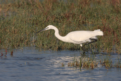 Egretta garzetta