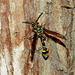 Phimenes flavopictus formosanus - Photo (c) Jacy Chen, some rights reserved (CC BY), uploaded by Jacy Chen