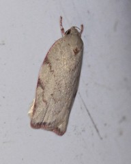 Euchaetis inceptella