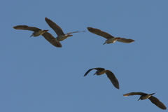 Nycticorax nycticorax