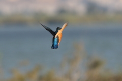 Alcedo atthis