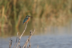 Alcedo atthis