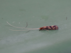 Mystacides longicornis