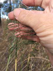 Vachellia bidwillii