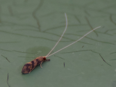 Mystacides longicornis