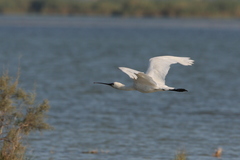 Platalea leucorodia