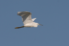 Egretta garzetta