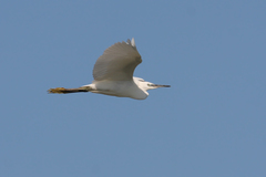 Egretta garzetta