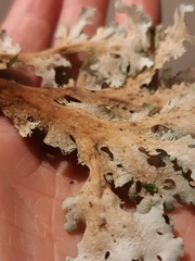 Pseudocyphellaria multifida