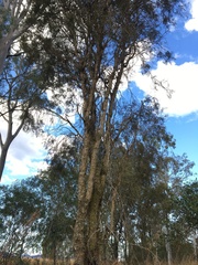 Vachellia bidwillii