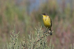 Motacilla flava