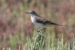 Motacilla flava