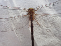 Gynacantha saltatrix