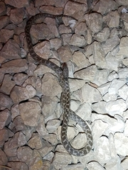 Hypsiglena ochrorhynchus