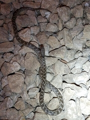 Hypsiglena ochrorhynchus