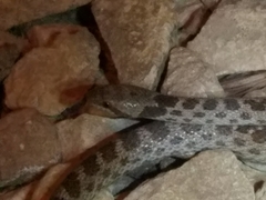 Hypsiglena ochrorhynchus