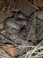 Hypsiglena ochrorhynchus