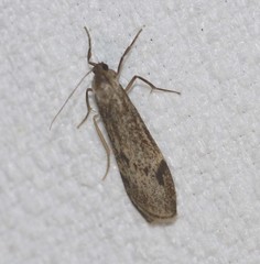 Graphosia stenopepla