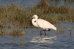 Egretta garzetta