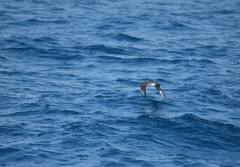 Stercorarius parasiticus