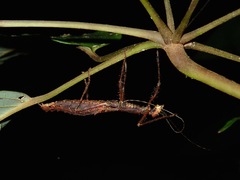 Asceles tanarata tanarata