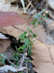 Micrantheum ericoides