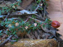 Micrantheum ericoides