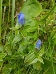 Gentiana platypetala