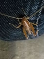 Ceuthophilus californianus