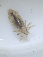 Pediculus humanus capitis