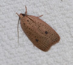 Euprionocera geminipuncta