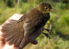 Bradypterus sylvaticus