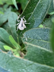 Dermatoxenus caesicollis