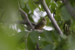 Emberiza cineracea