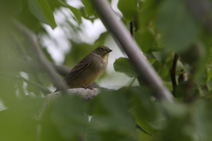 Emberiza cineracea