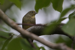Emberiza cineracea
