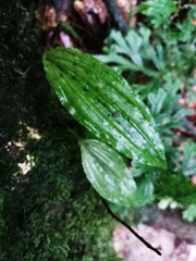 Collabium formosanum