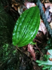 Collabium formosanum