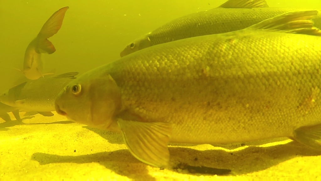 Clanwilliam sandfish (Labeo seeberi) — Cyprinidae
