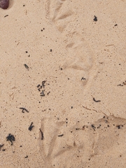Pelecanus conspicillatus
