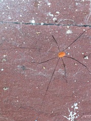 Leiobunum politum