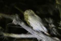 Otus brucei