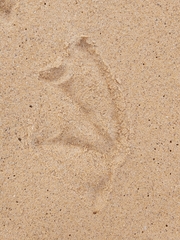 Pelecanus conspicillatus